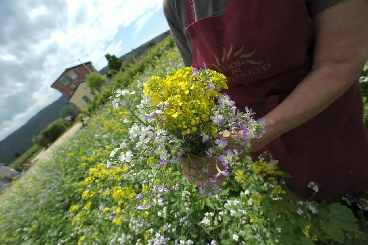 Agriturismo Sol De Montalto Rivoli Veronese Farm stay